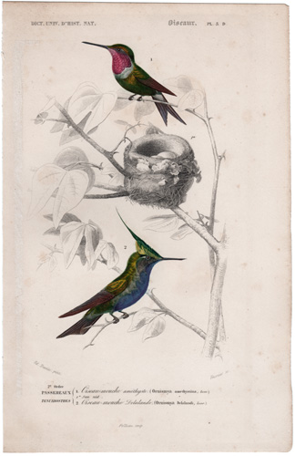 Hummingbirds